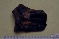 藏品(動物骨化石)的圖片